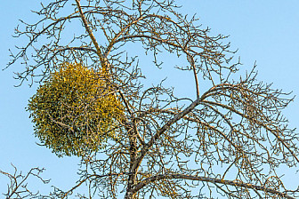 Mistletoe doesn't look so romantic in the wild - it's a parasitic plant. Here it is on a fruit tree in Germany. Photo: Jochen Schneider, Dreamstime