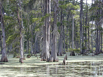 Baldcypress Swamp in Louisiana<br>Photo: <a href="https://commons.wikimedia.org/wiki/File:Cypresses.jpg">Jan Kronsell</a>, <a href="http://creativecommons.org/licenses/by-sa/3.0/">CC BY-SA 3.0</a>, via Wikimedia Commons