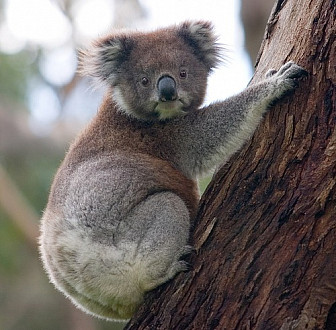 Koala<br><a href="https://commons.wikimedia.org/wiki/File:Koala_climbing_tree.jpg">Diliff</a>, <a href="https://creativecommons.org/licenses/by-sa/3.0">CC BY-SA 3.0</a>, via Wikimedia Commons
